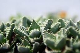Kaktusiarnia Rumia - O największej w kraju kolekcji kaktusów i sukulentów 1